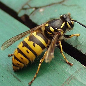 Wespe