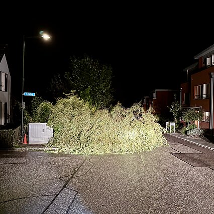 Baum auf Strasse