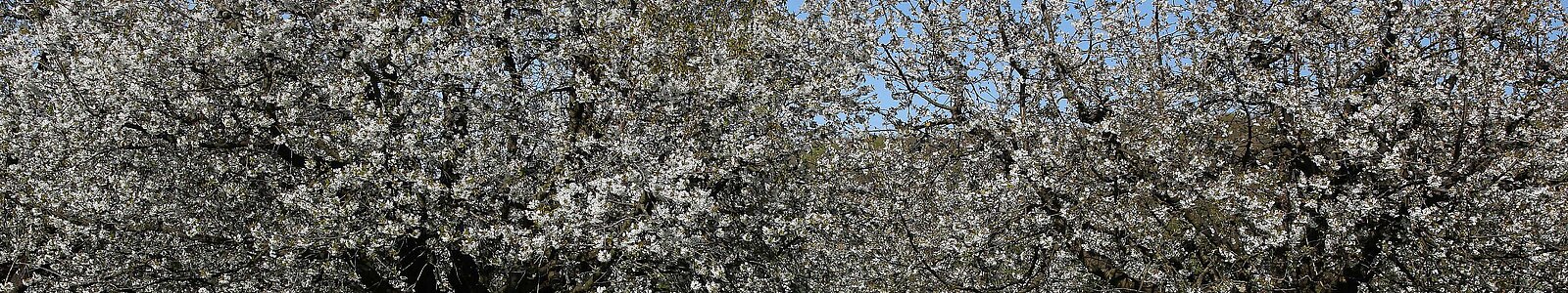 Kirschbäume in Blüte