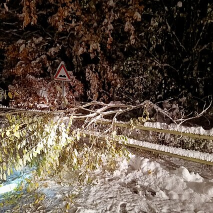 Bäume & Sträucher auf der Strasse nach einem Schneefall