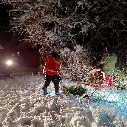 Bäume & Sträucher auf der Strasse nach einem Schneefall