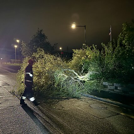 Baum auf Strasse